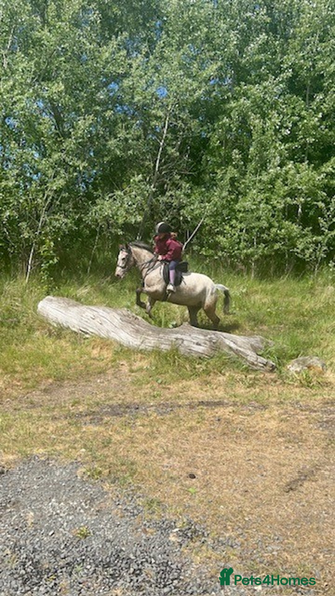 Appaloosa horses for sale: 13.1 hh Appaloosa Mare  - Image 6