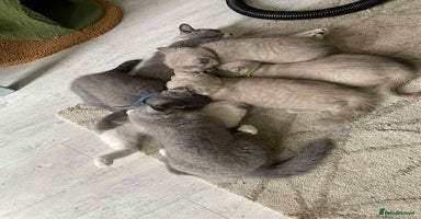 British Shorthair cats - Advert 2