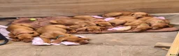 Hungarian Vizsla dogs for sale: Hungarian Vizsla - Advert 7