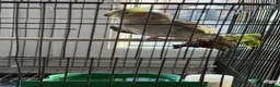 Cockatiels birds for sale: Male and female  in Birmingham - Advert 5