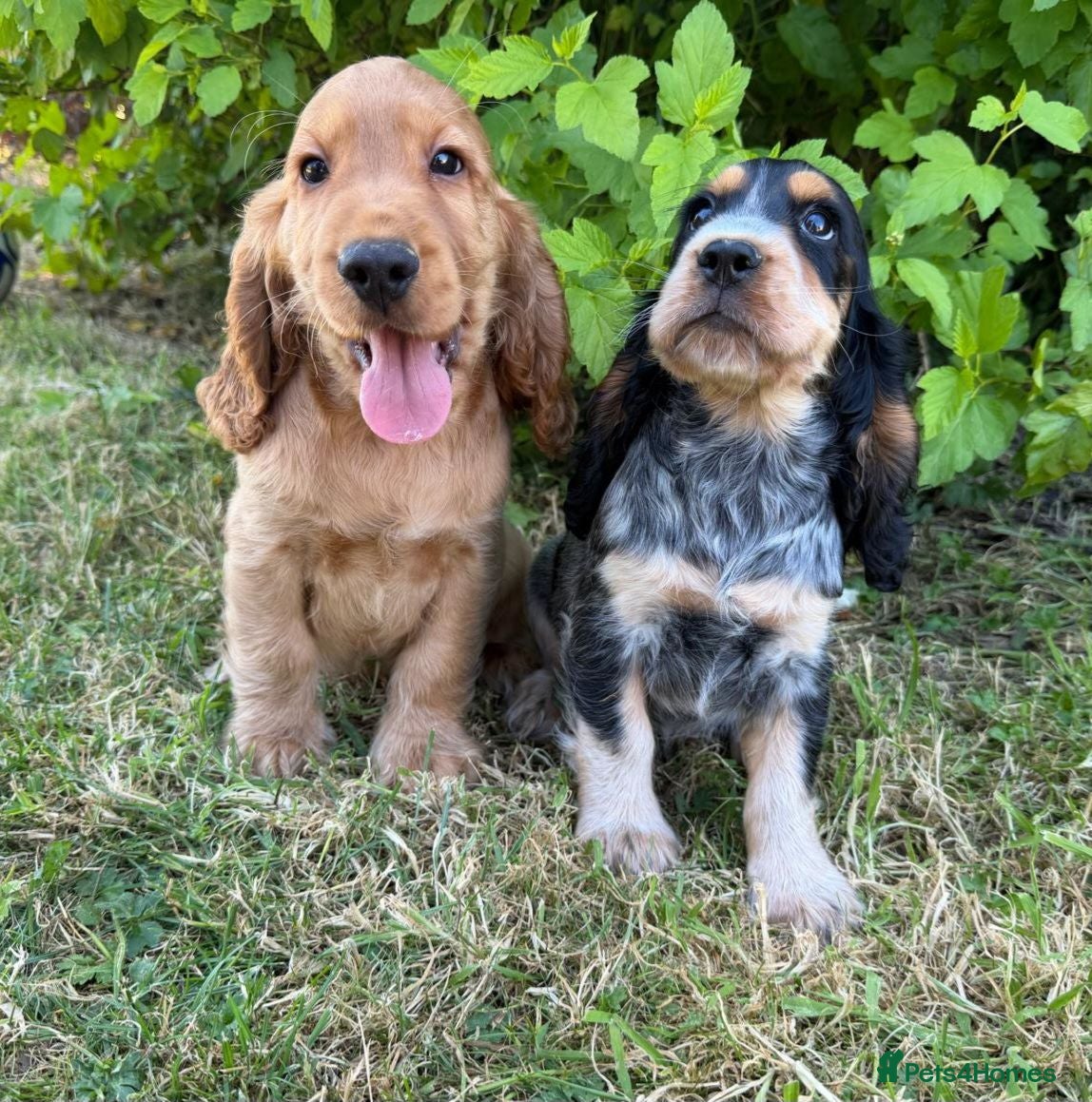 Cocker Spaniel dogs 🌟 Show Type + DNA tested 🌟 - Advert 5