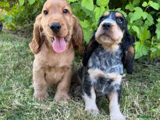 Cocker Spaniel dogs 🌟 Show Type + DNA tested 🌟 - Advert 5