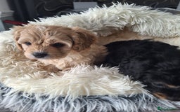 Cavapoo dogs for sale: CAVAPOO PUPPIES - Image 14