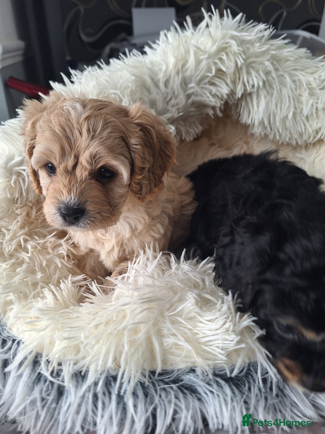 Cavapoo dogs for sale: CAVAPOO PUPPIES - Image 14