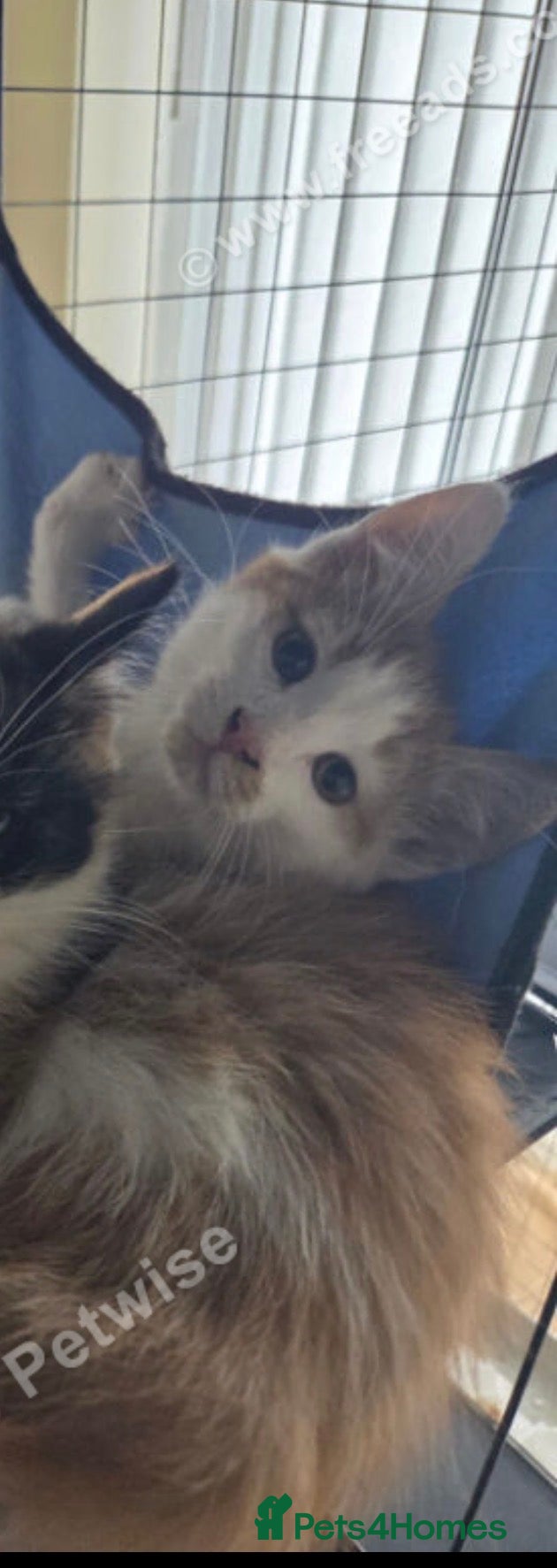 Mixed Breed cats for sale: Beautiful male kitten - Advert 2