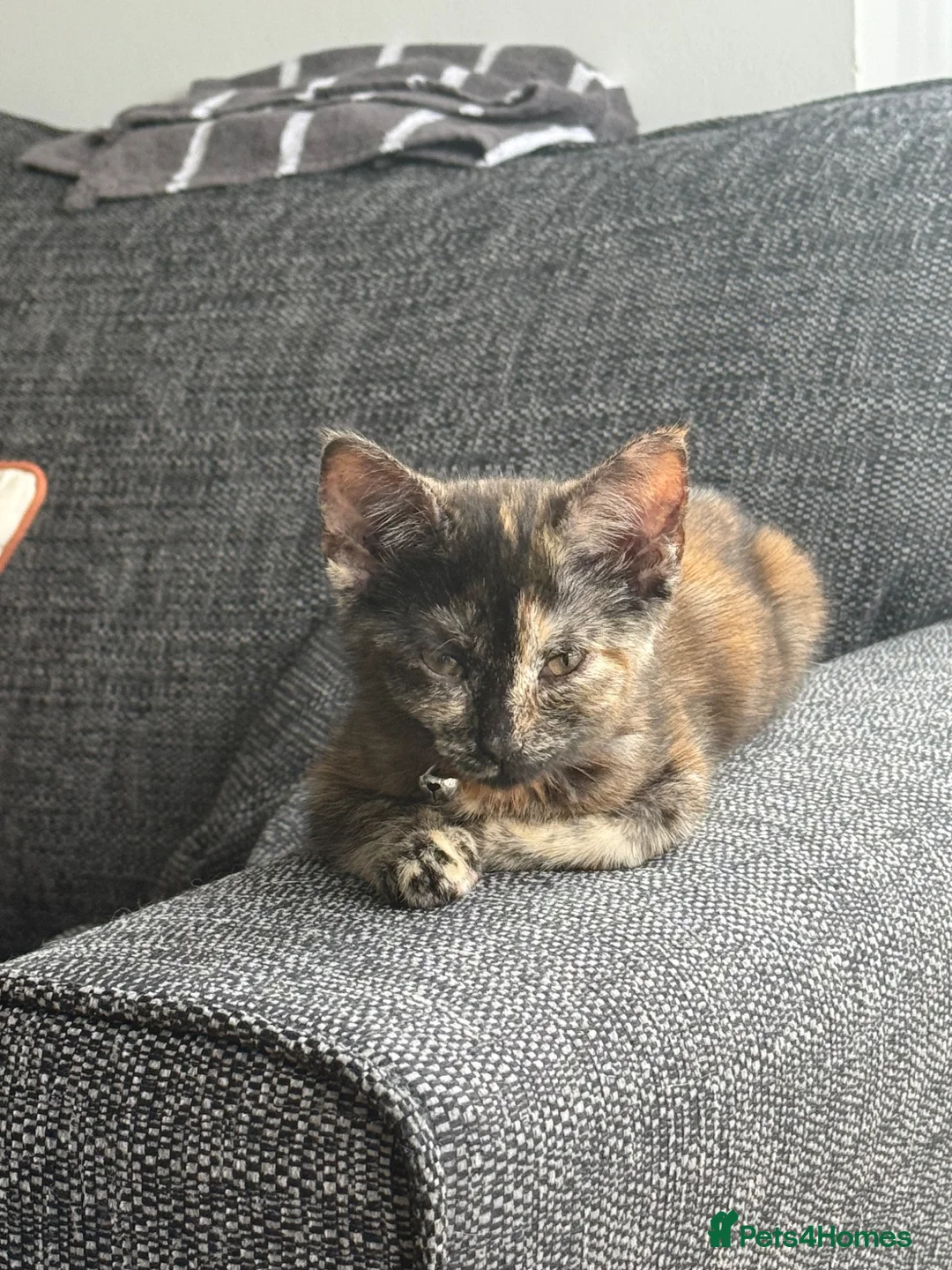 Mixed Breed cats for sale: Super friendly tortie female in Deeside - Advert 2