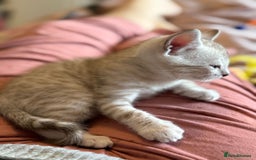 Bengal cats for sale: 💙Stunning Silver Mink Bengal TICA registered  - Image 12