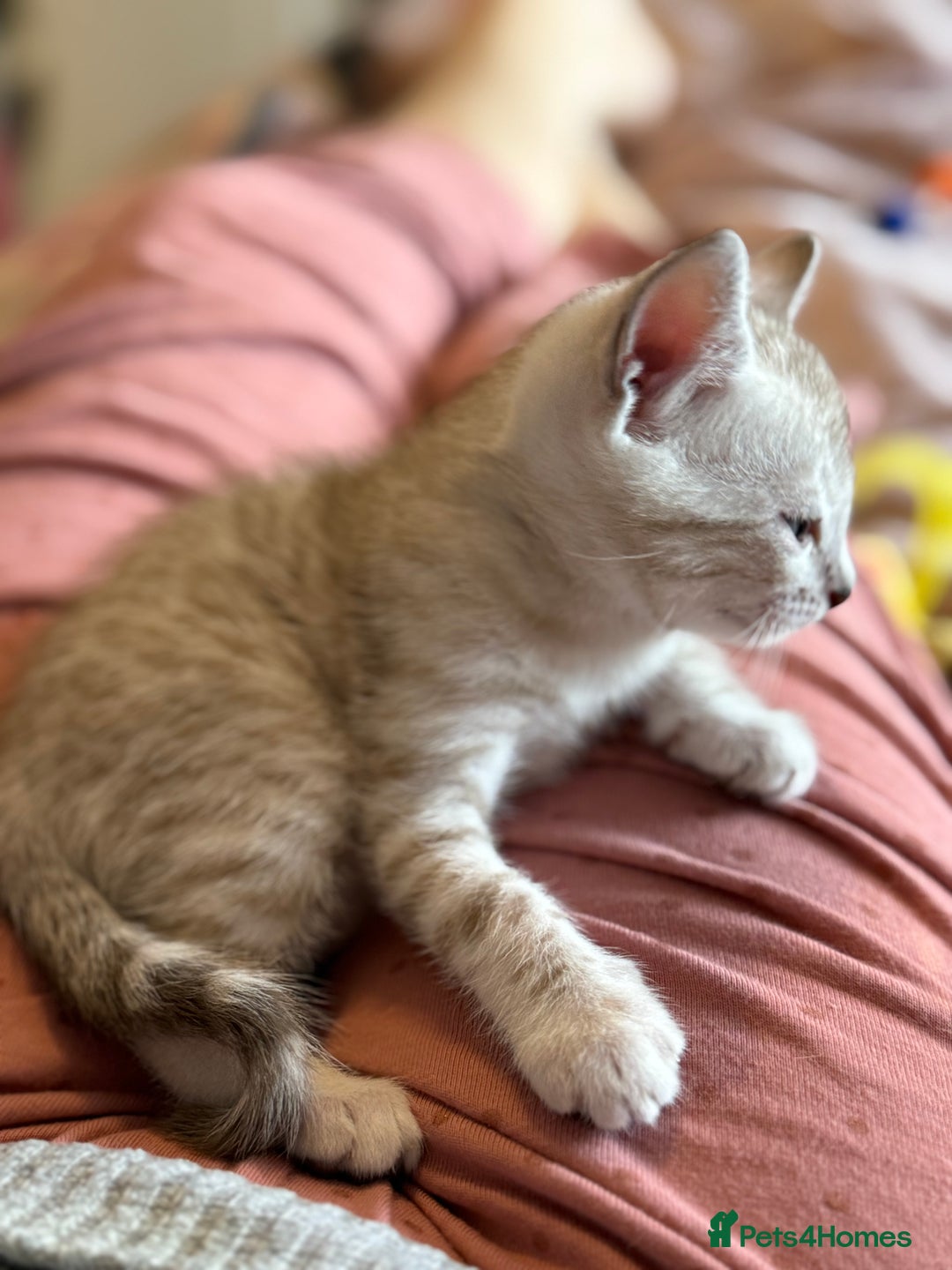 Bengal cats for sale: 💙Stunning Silver Mink Bengal TICA registered  - Image 12