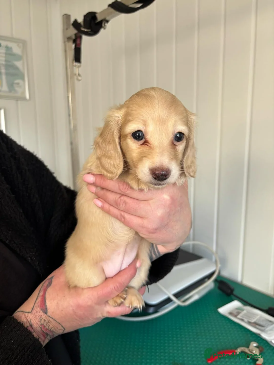 Miniature Dachshund dogs for stud: Dna and ivdd screened Mini Dachshund  in Southampton - Advert 20