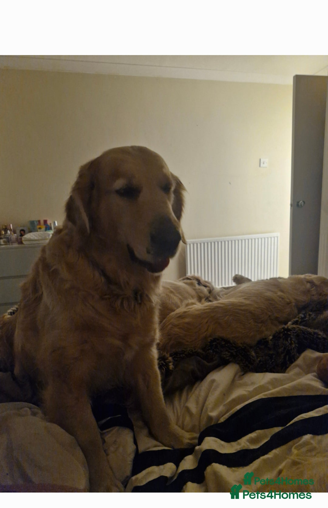 Mini Goldendoodle dogs for sale: Goldendoodle Girl - Image 2