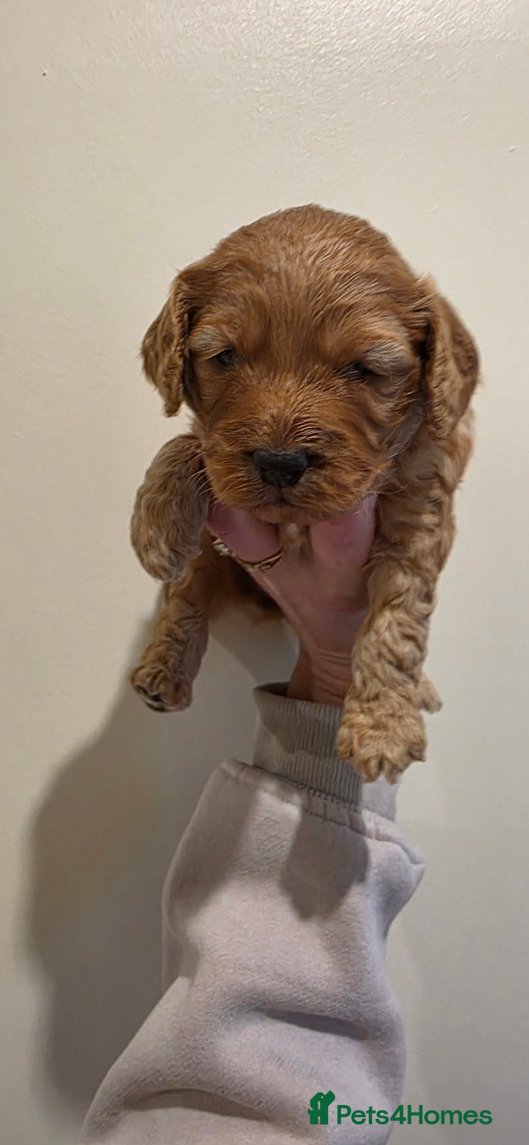 Cockapoo dogs for sale: Gorgous F1 Cockerpoo's Puppies - Advert 13