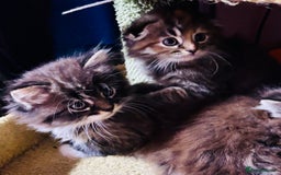 Scottish Fold cats for sale: Scotich fold long hair  - Image 3