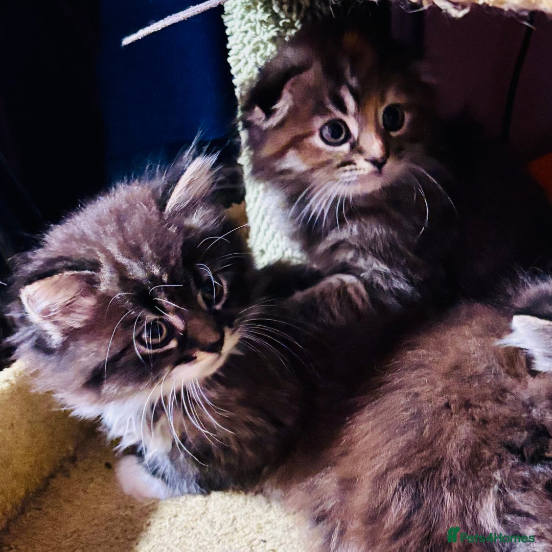 Scottish Fold cats for sale: Scotich fold long hair  - Image 3