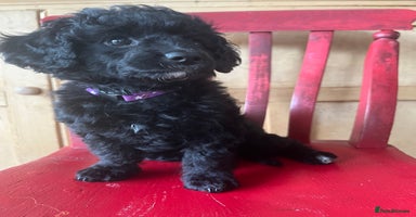 Cavapoochon dogs - Advert 5