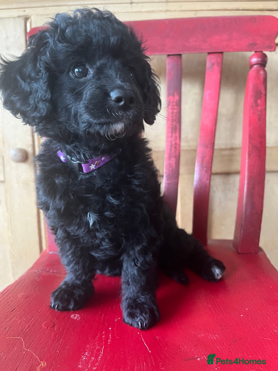 Cavapoochon dogs for sale: DNA clear, home raised, happy Cavapoochon Puppies - Image 3