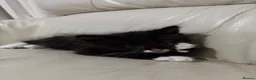 Mixed Breed cats for sale: 10 weeks old Mixed Breed Kittens - Advert 4