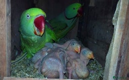 Parakeets birds for sale: Proven pair of Alexandrine parrot - Image 3