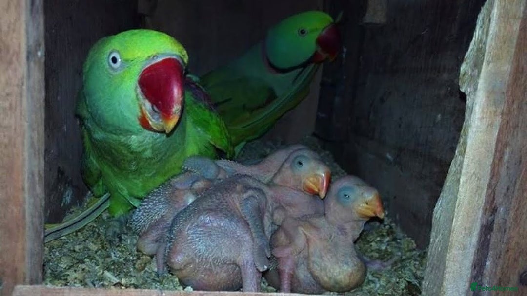 Parakeets birds for sale: Proven pair of Alexandrine parrot - Image 3