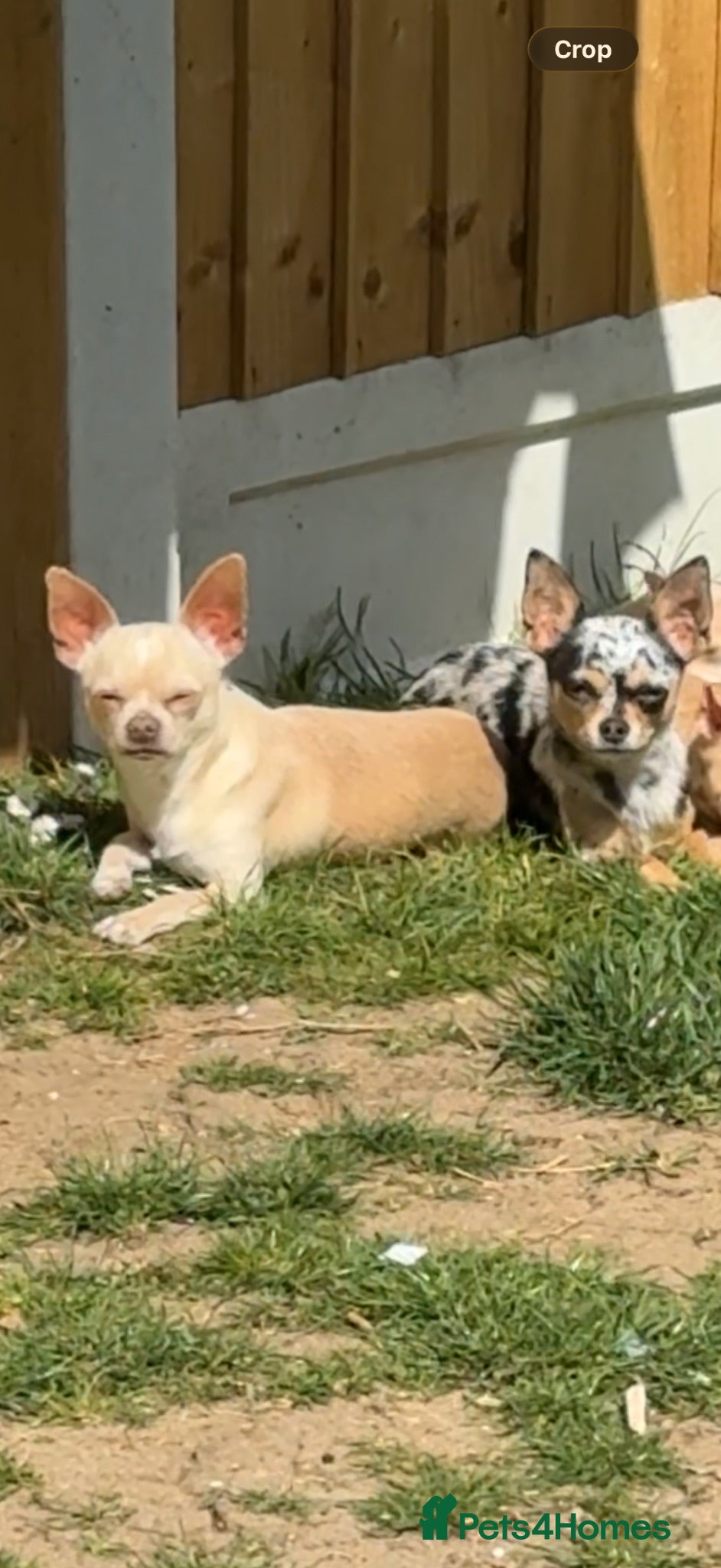 Chihuahua dogs *STUD NOT SALE* CHOCOLATE CREAM BOY FOR STUD  - Advert 2
