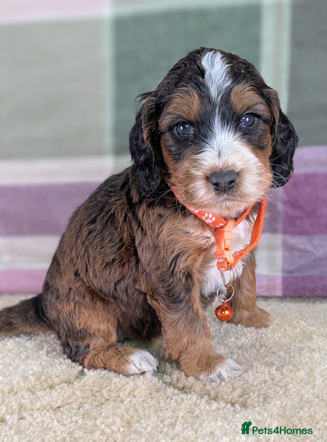 Cockapoo dogs for sale: F1 Cockapoo your Next Furry Family Member Awaits!  - Advert 9