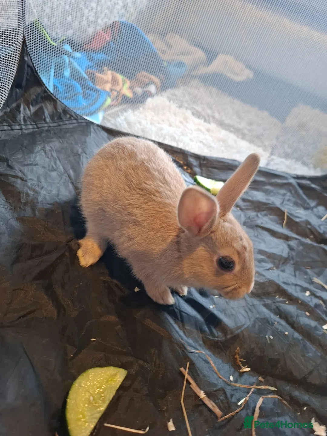 Mixed Breed rabbits for sale:  Rabbits in Highbridge - Advert 12