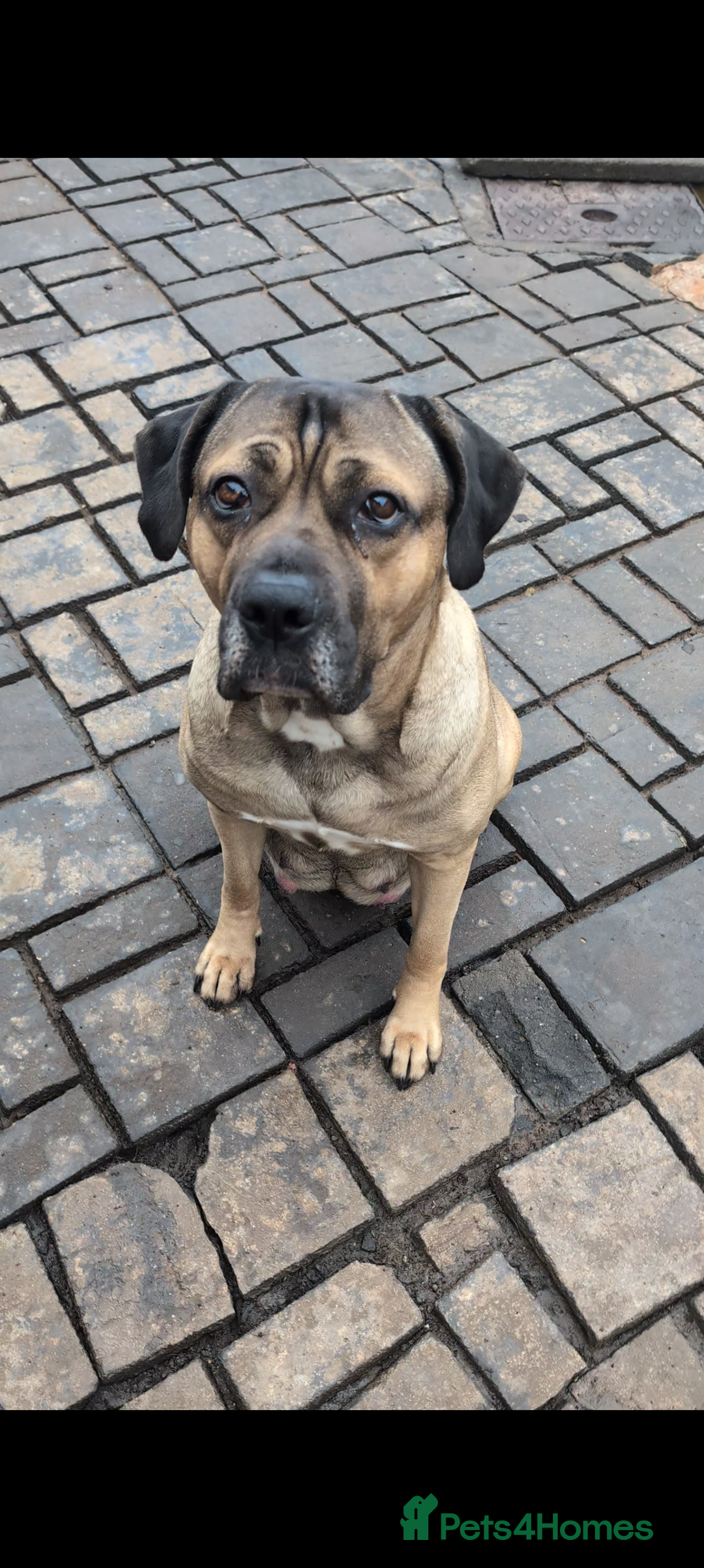 Cane Corso dogs for sale: Cane corso puppies  - Advert 27