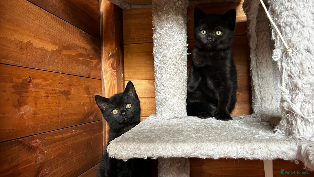 American Shorthair cats for sale: Free 2 Cute Short Hair Sisters  - Advert 4