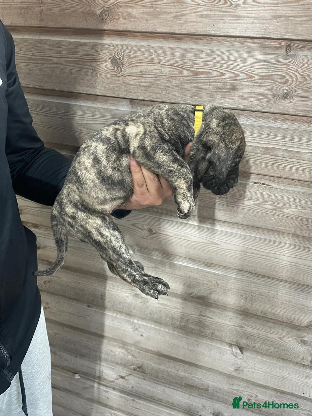 Presa Canario dogs for sale: Presa Canario Puppies Spanish x Serbian Imports - Advert 10