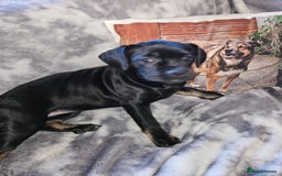 Mixed Breed dogs for sale: American cocker spaniel x american bulldog a.i - Advert 2