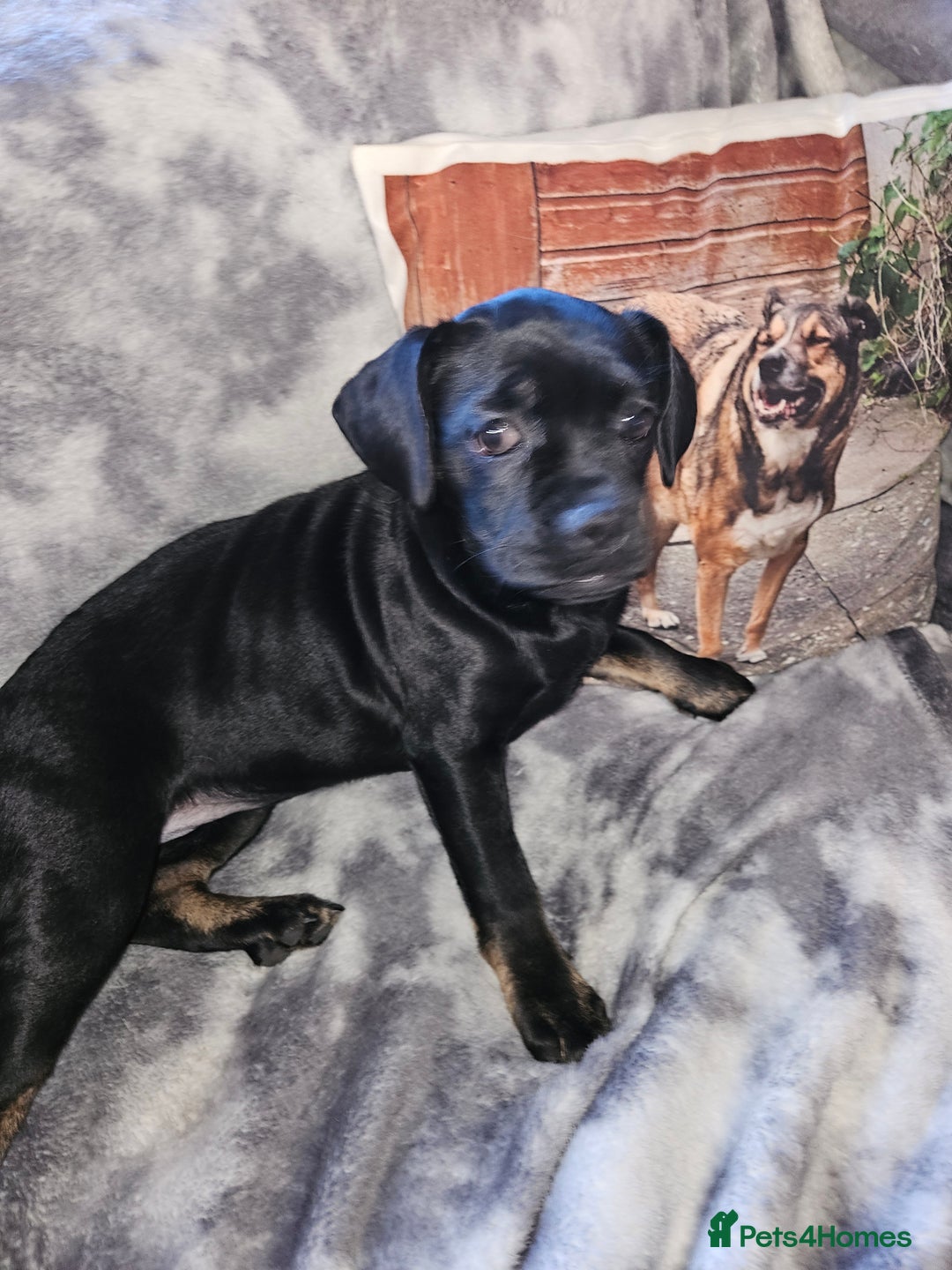 Mixed Breed dogs for sale: American cocker spaniel x american bulldog a.i - Advert 2