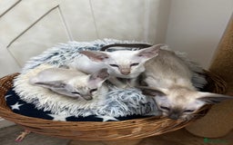 Siamese cats for sale: SIAMESE and ORIENTAL KITTENS - Image 8
