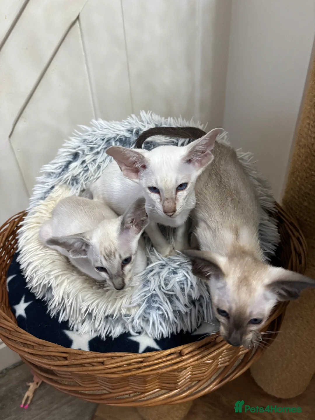 Siamese cats for sale: SIAMESE and ORIENTAL KITTENS - Advert 9