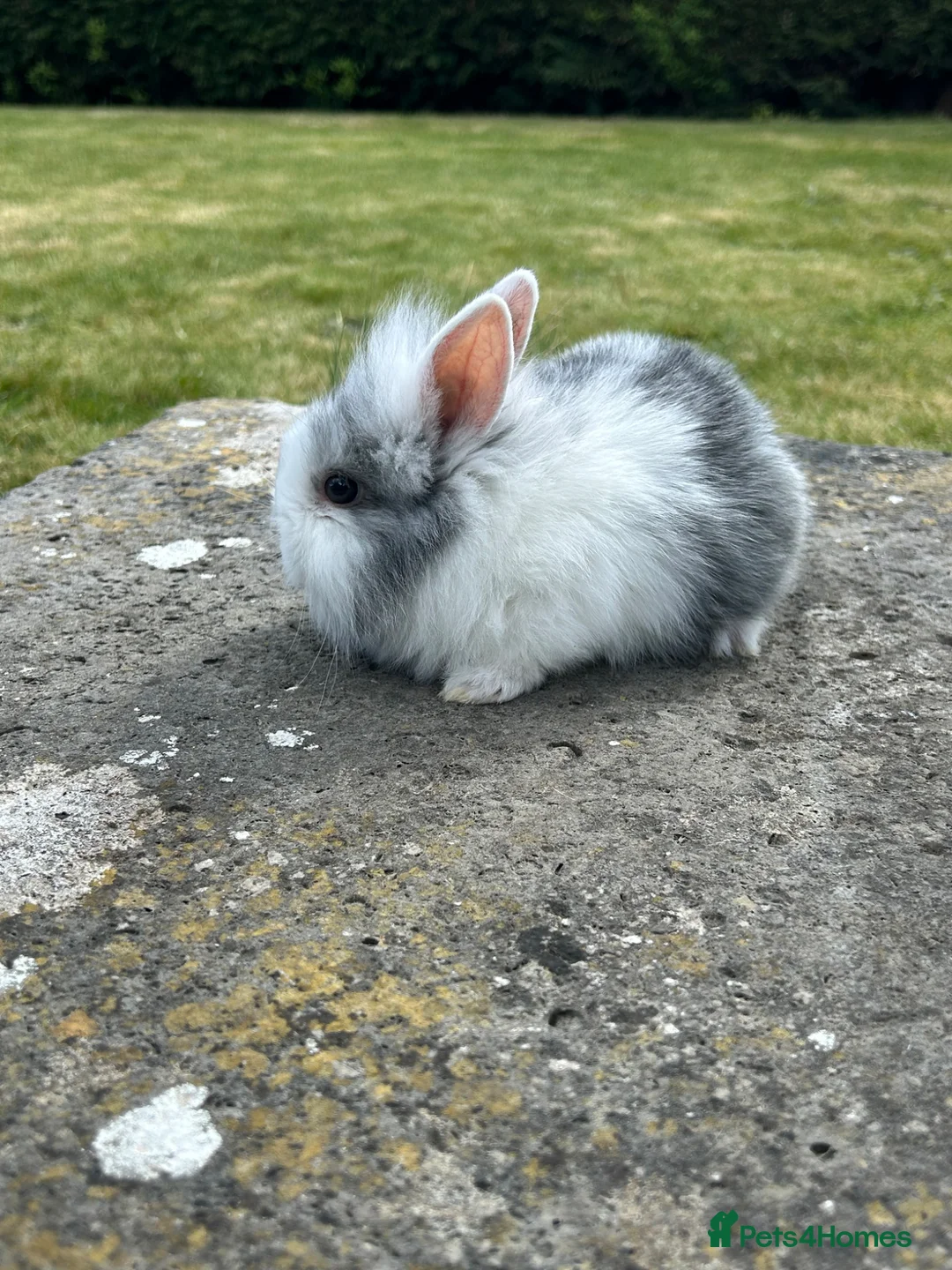 Lionhead rabbits for sale: 5 lion head babies  in Poole - Advert 2