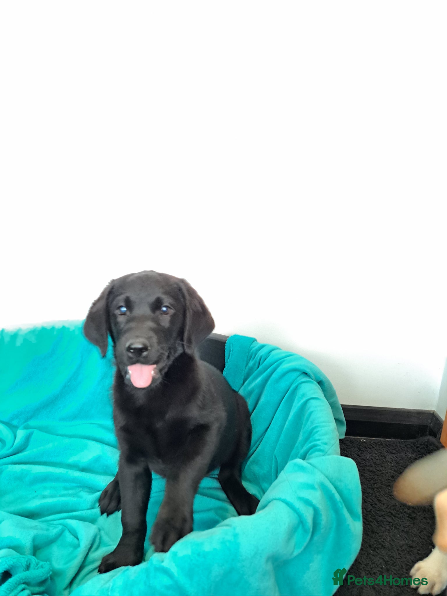 Labrador Retriever dogs Gorgeous Labrador puppies  - Advert 1