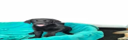Labrador Retriever dogs for sale: Gorgeous Labrador puppies  - Advert 1