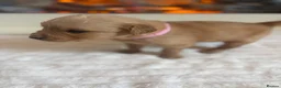 Golden Retriever dogs for sale: Golden retriever puppies  - Advert 3