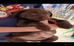 Labrador Retriever dogs for sale: KC REG.. READY NOW!. CHOCOLATE LABRADOR  - Image 8