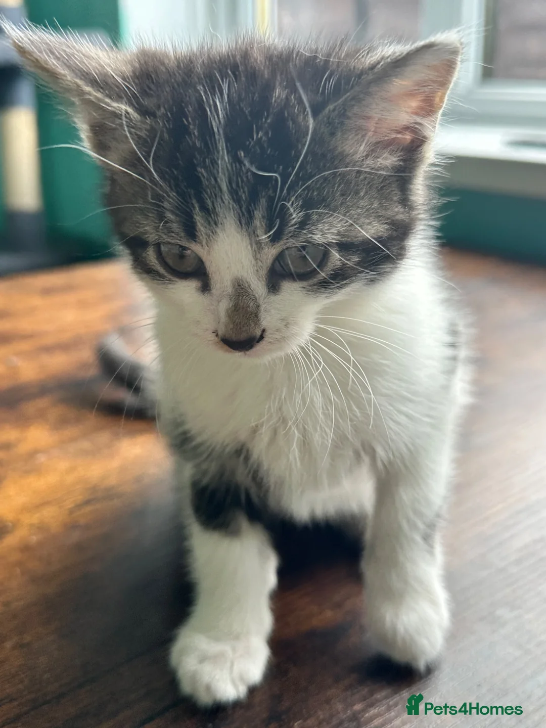 Mixed Breed cats for sale: 🐾 Two lovely little girls ready to go!  🐾 - Advert 2