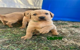 Labrador Retriever dogs for sale: Fox Red Labrador puppies  - Image 10