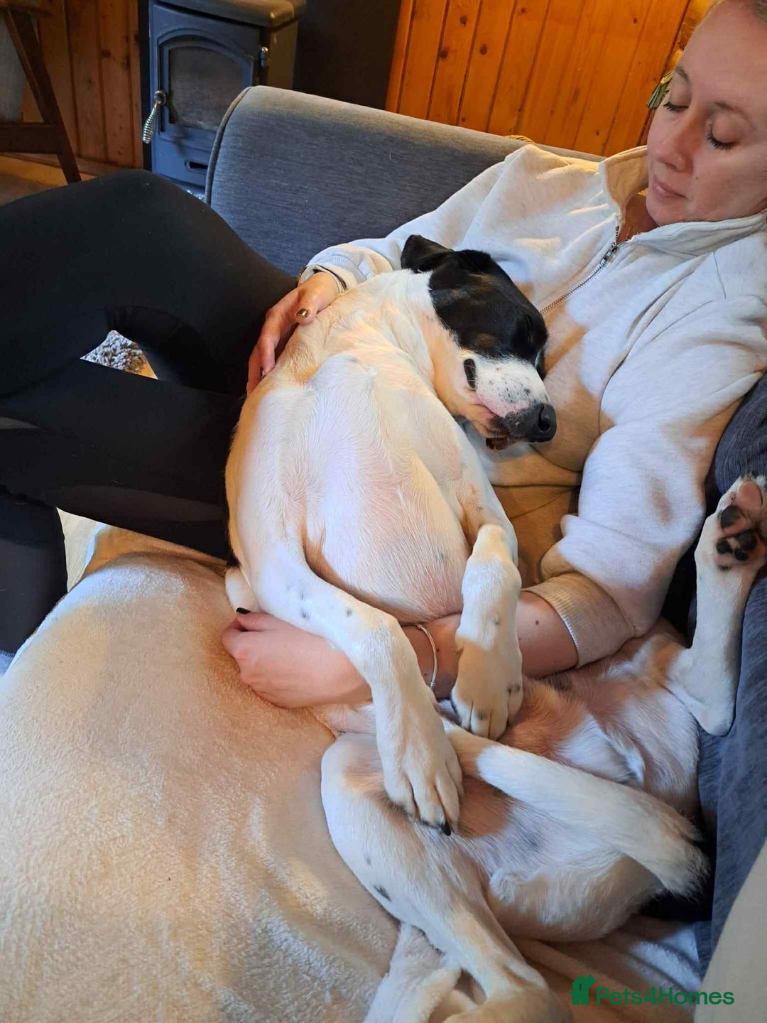 Pointer dogs for adoption: Charlie is looking for his forever home  - Image 8