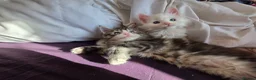 Maine Coon cats for sale: Maine coon Blue eyes + Long Hair in Burnley - Advert 12