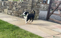 Border Collie dogs for sale: Outstanding Male Border Collie Pup - Image 4