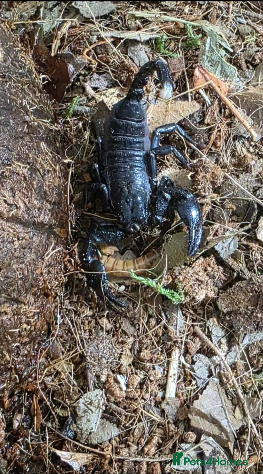 Scorpions invertebrates for sale: Healthy Asian Forest Scorpion with setup - Advert 2