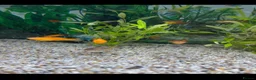 Live Bearers fish for sale: Fluval Tropical Aquarium Complete Setup in Tiverton - Advert 5