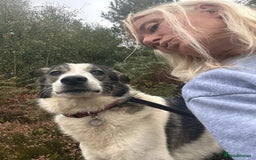 Mixed Breed dogs for adoption: Matteo - Norwich Norfolk  - Image 15