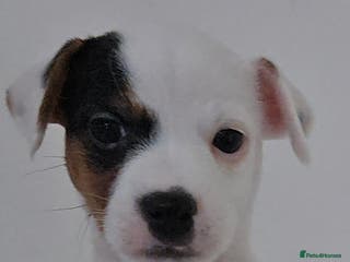 Parson Russell dogs Parson Russell Puppies - Advert 1