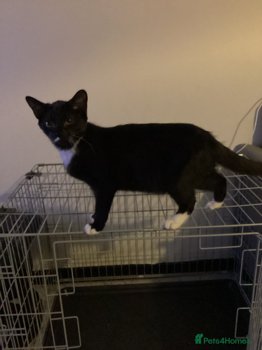 Bombay cats for sale: Bombay Girl Kittens Looking for Loving Homes  - Advert 2