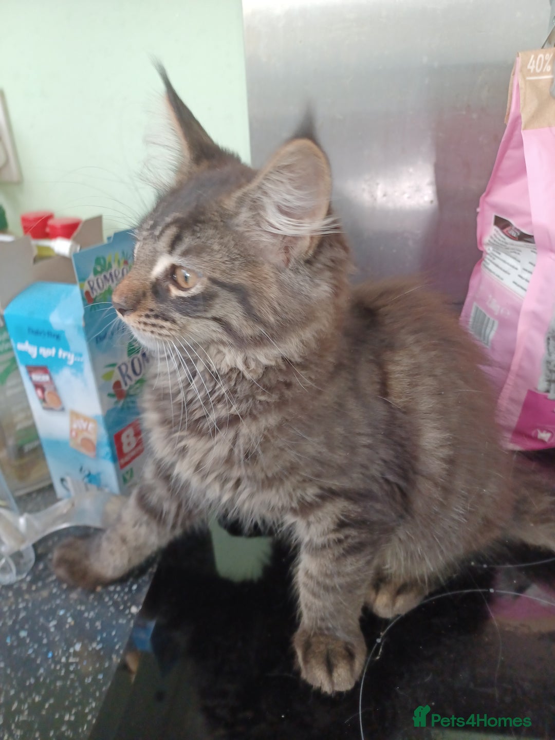 Maine Coon cats for sale: Beautiful Tabby Girl  - Image 4