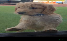 Cockapoo dogs for sale: Cockapoo puppys for sale - Image 10