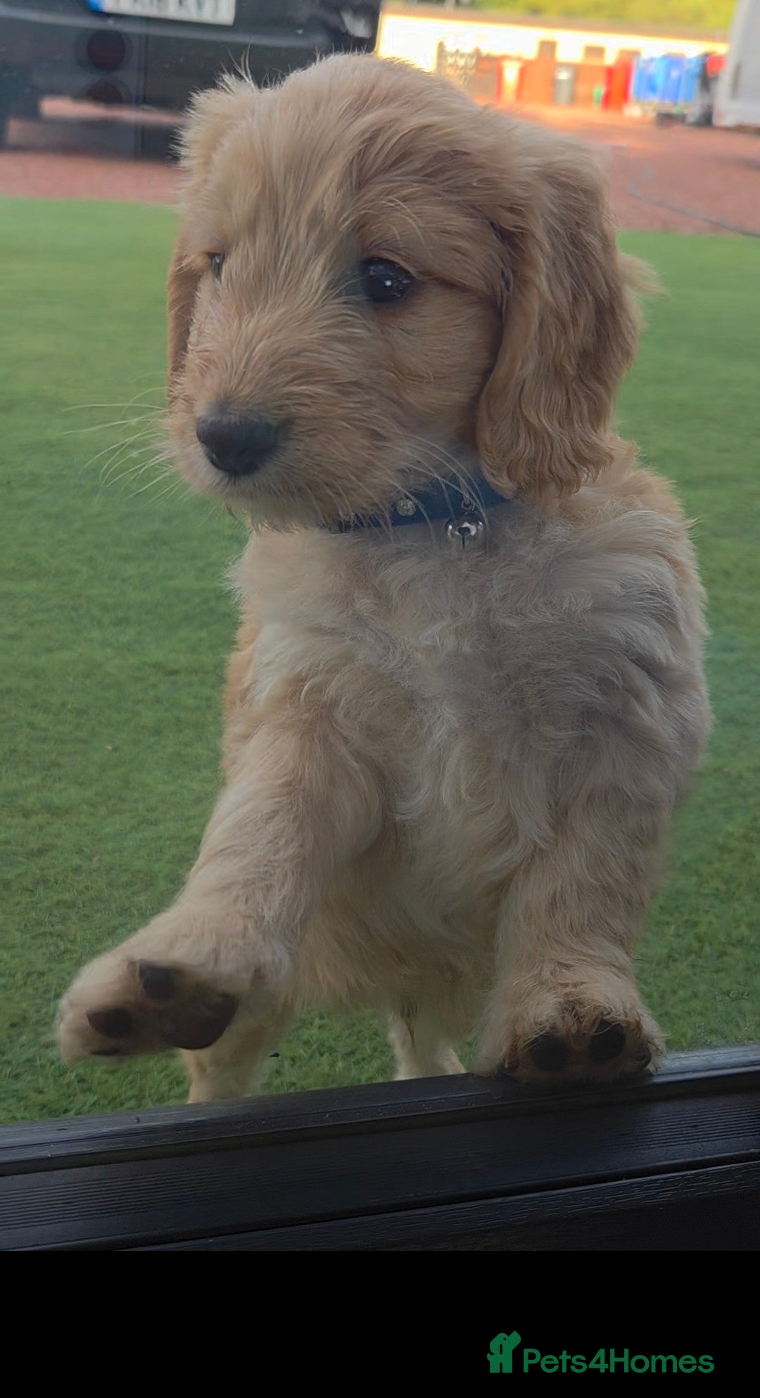 Cockapoo dogs for sale: Cockapoo puppys for sale - Image 10